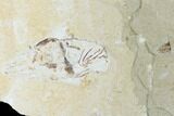 Partially Exposed Cretaceous Crusher Fish (Coccodus) - Hjoula, Lebanon #147139-1